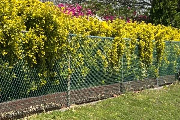 Chain Fence service contractor